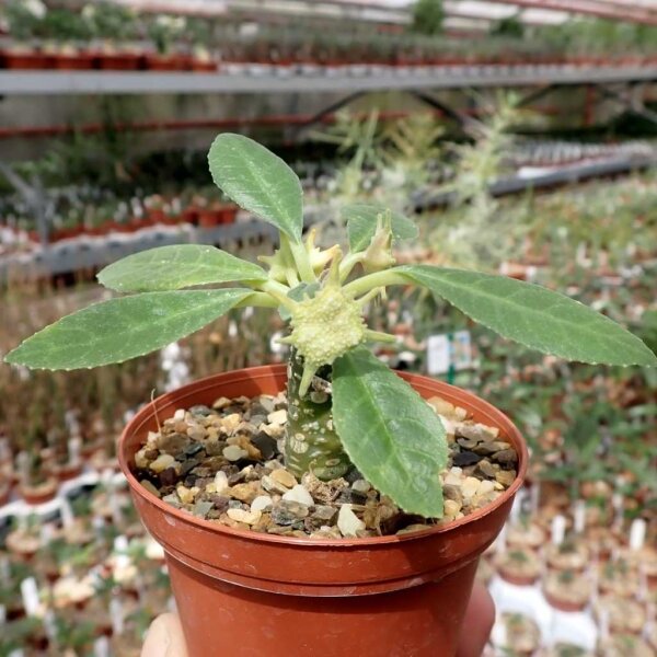 Dorstenia lanceolata