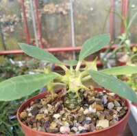 Dorstenia lanceolata