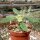 Dorstenia lanceolata