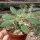 Dorstenia lanceolata