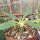 Dorstenia lanceolata