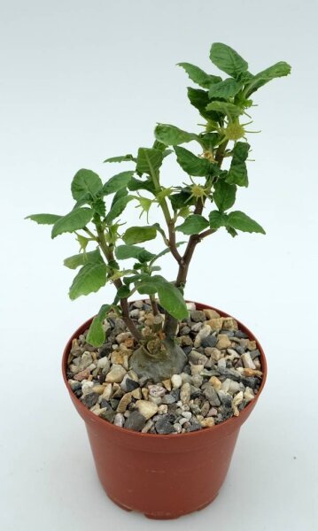 Dorstenia zanzibarica Kenia, Tansania und Insel Sansibar