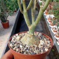 Dorstenia zanzibarica Kenia, Tansania und Insel Sansibar