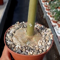 Dorstenia zanzibarica Kenia, Tansania und Insel Sansibar