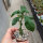 Dorstenia spec.