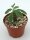 Dorstenia spec.