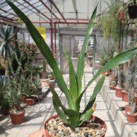 Dracaena draco