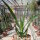 Dracaena draco