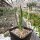 Dracaena draco