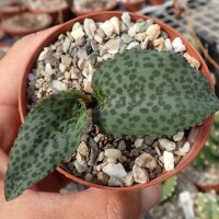 Drimiopsis atropurpurea