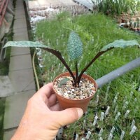 Drimiopsis atropurpurea