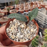 Drimiopsis atropurpurea