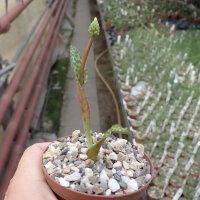 Drimiopsis atropurpurea