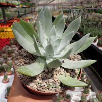 Dudleya brittonii