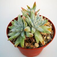 Dudleya greenei