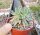 Dudleya greenei