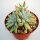 Dudleya greenei