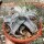 Dyckia marnier-lapostollii XL