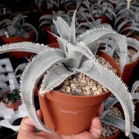 Dyckia marnier-lapostollii v. estevesii HU 005