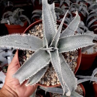 Dyckia marnier-lapostollii v. estevesii HU 005