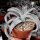 Dyckia marnier-lapostollii v. estevesii HU 005