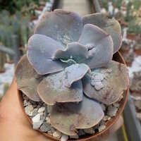 Echeveria cv. Paul Bunyan