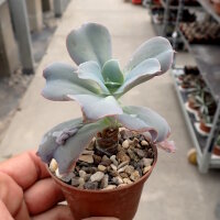 Echeveria cv. Paul Bunyan