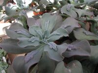 Echeveria cv. Paul Bunyan