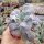 Echeveria cv. Paul Bunyan