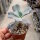 Echeveria cv. Paul Bunyan