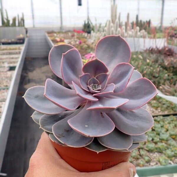 Echeveria cv. Perle von Nürnberg