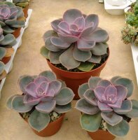 Echeveria cv. Perle von Nürnberg