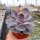 Echeveria cv. Perle von Nürnberg