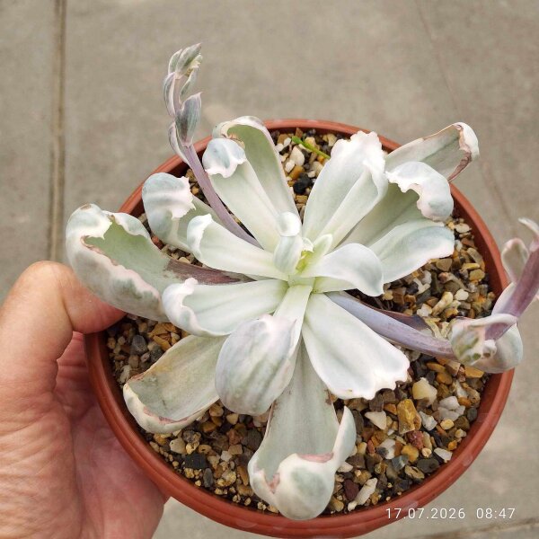 Echeveria cv. Berkeley Light