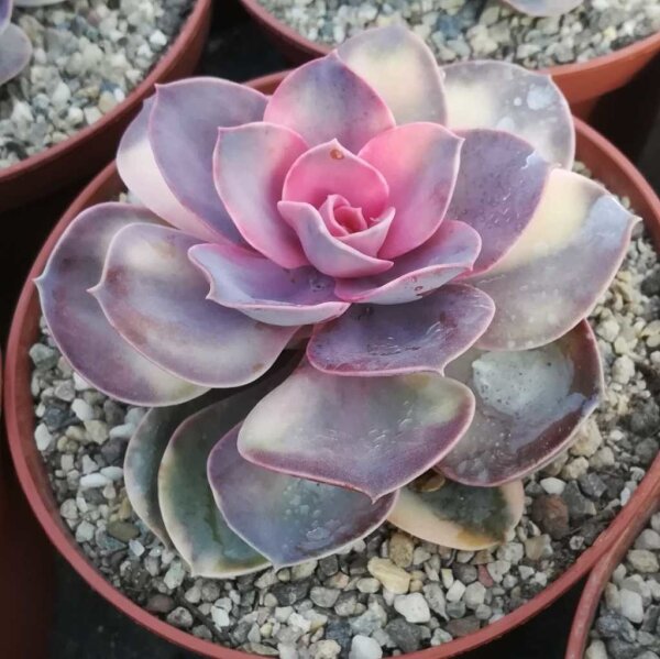 Echeveria cv. Perle von Nürnberg Rainbow