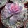 Echeveria cv. Perle von Nürnberg Rainbow