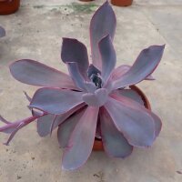 Echeveria cv. Cante-Hybr.