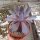 Echeveria cv. Cante-Hybr.