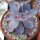 Echeveria cv. Cante-Hybr.