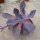 Echeveria cv. Cante-Hybr.