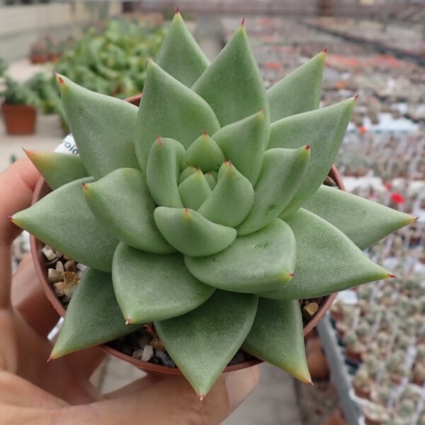 Echeveria agavoides