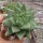 Echeveria agavoides