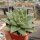 Echeveria agavoides