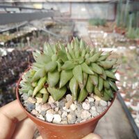 Echeveria agavoides cv. cristata