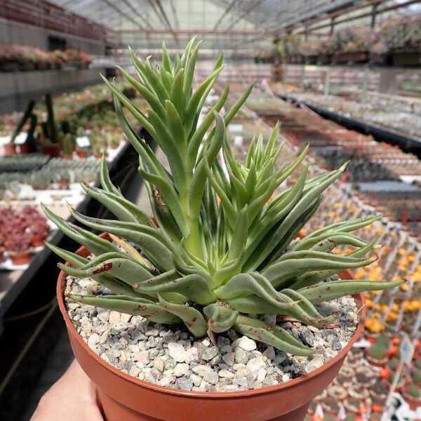 Echeveria bifida