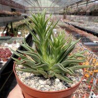 Echeveria bifida