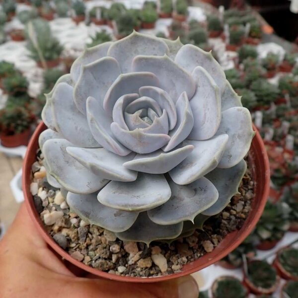 Echeveria elegans