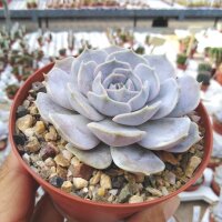 Echeveria elegans