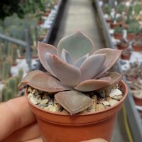 Echeveria gibbiflora v. metallica