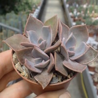 Echeveria gibbiflora v. metallica